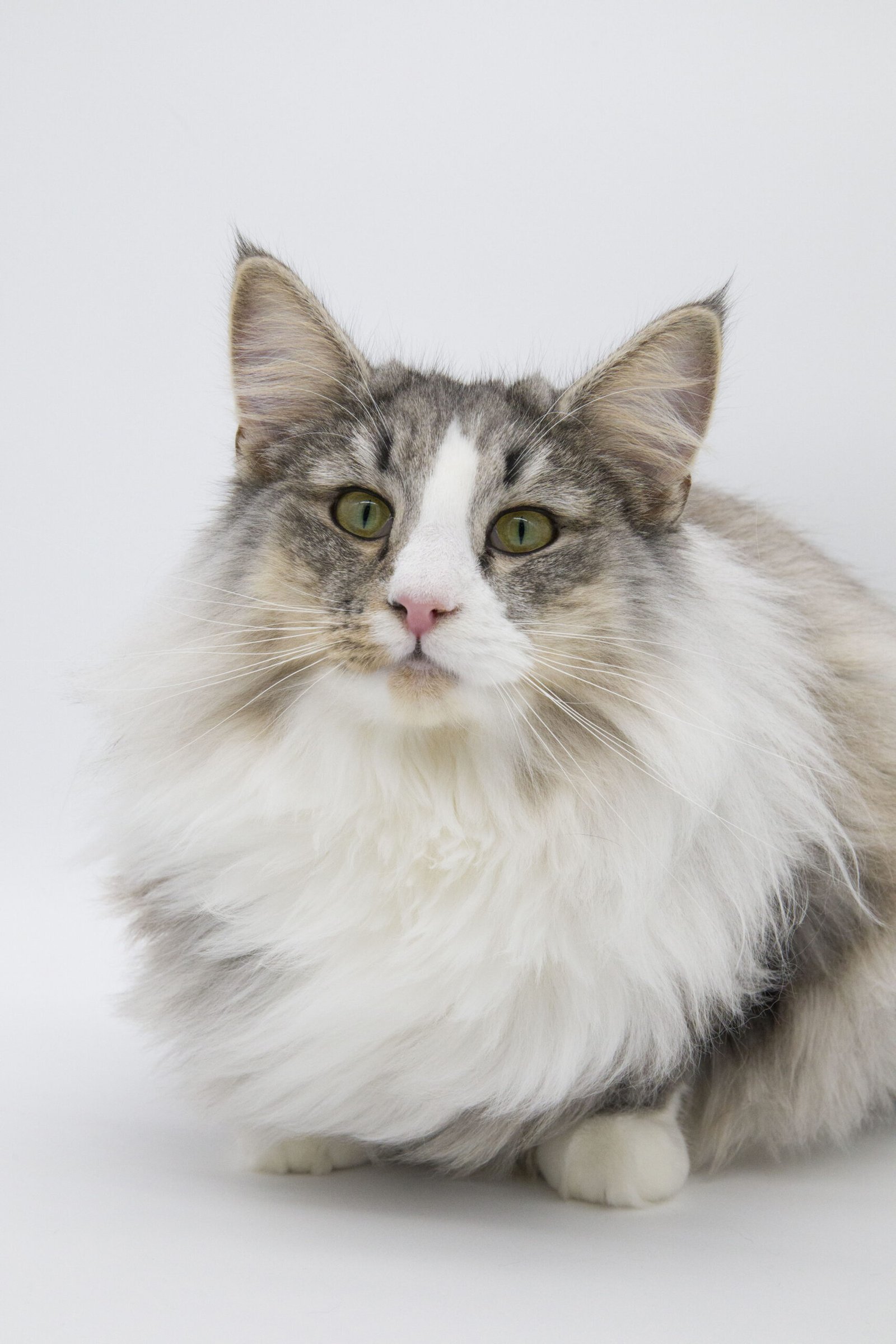 Norwegian Forest Cat