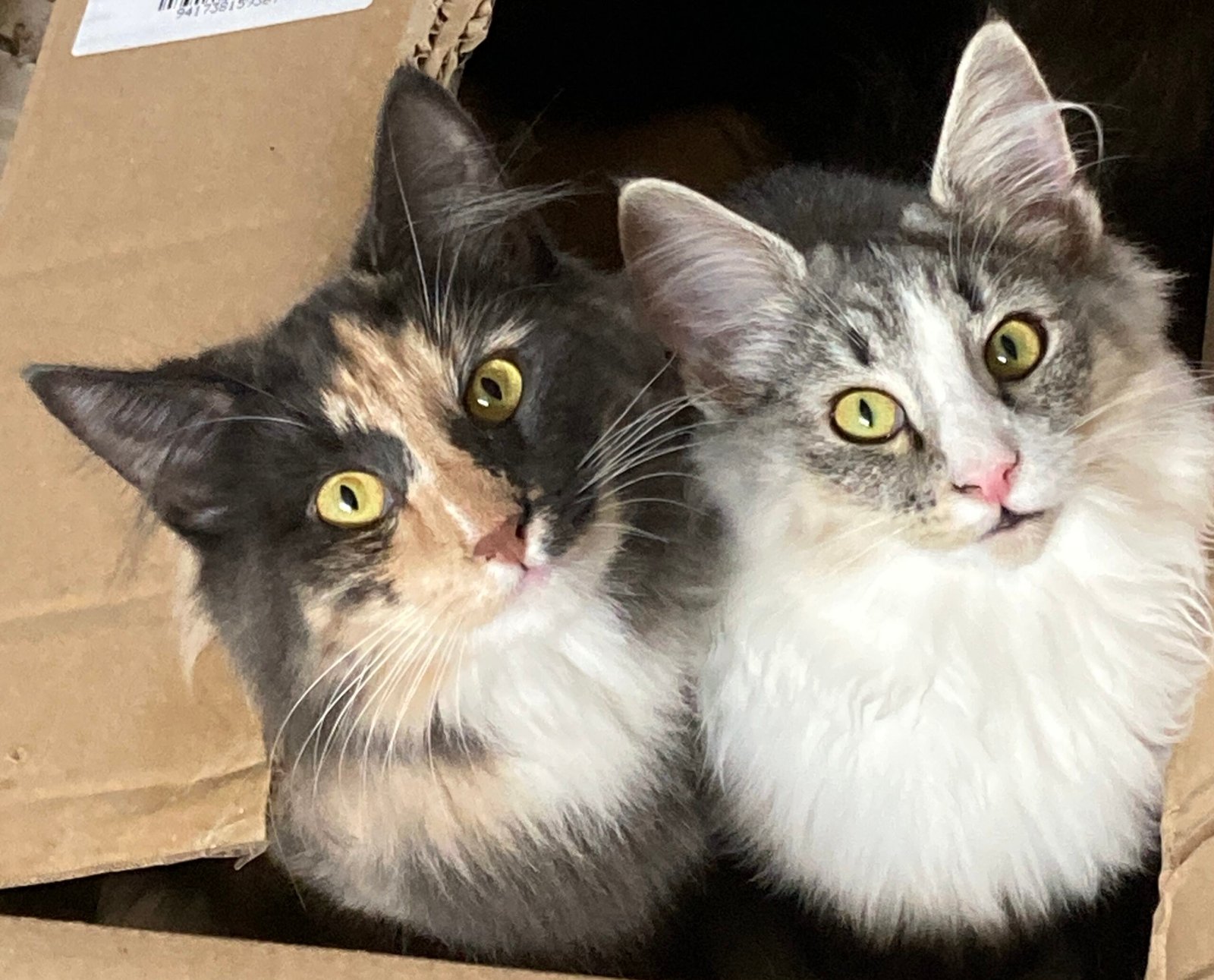 Norwegian Forest Cat