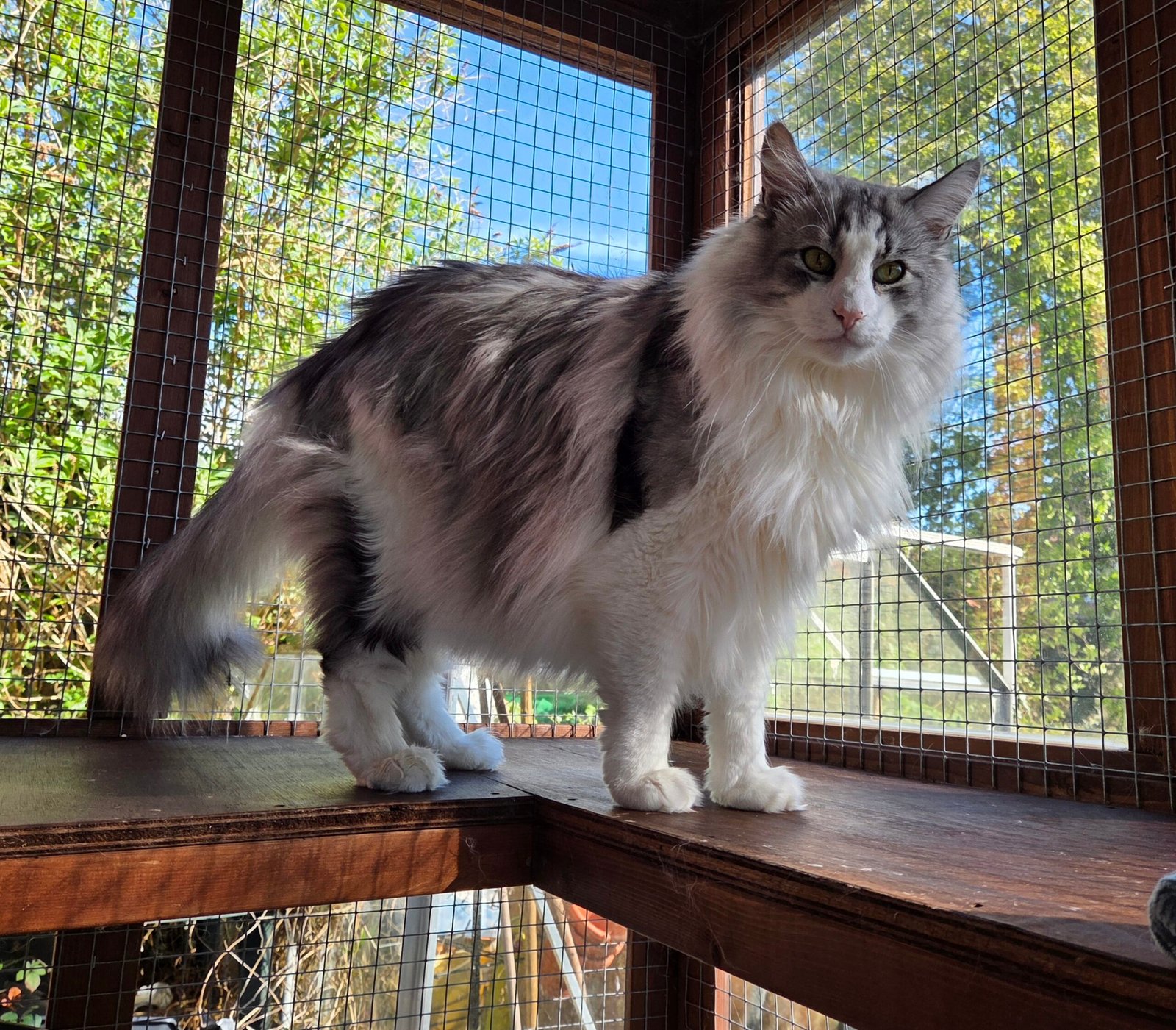 Norwegian Forest Cat