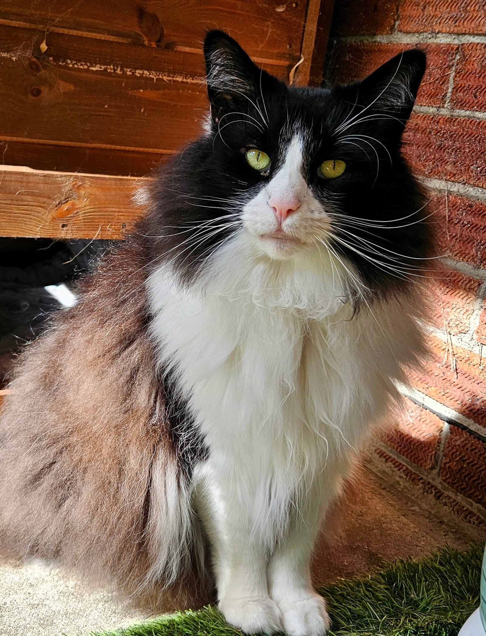 Norwegian Forest Cat