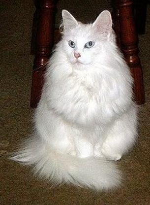 UK Grand Champion Kyrrekatt Claire
