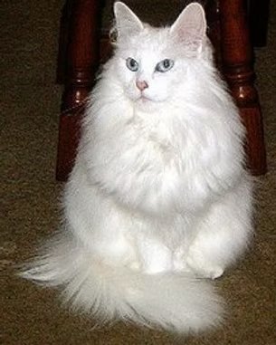 UK Grand Champion Kyrrekatt Claire