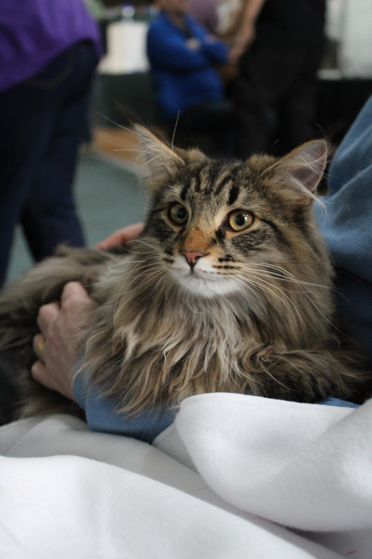 Norwegian Forest Cat