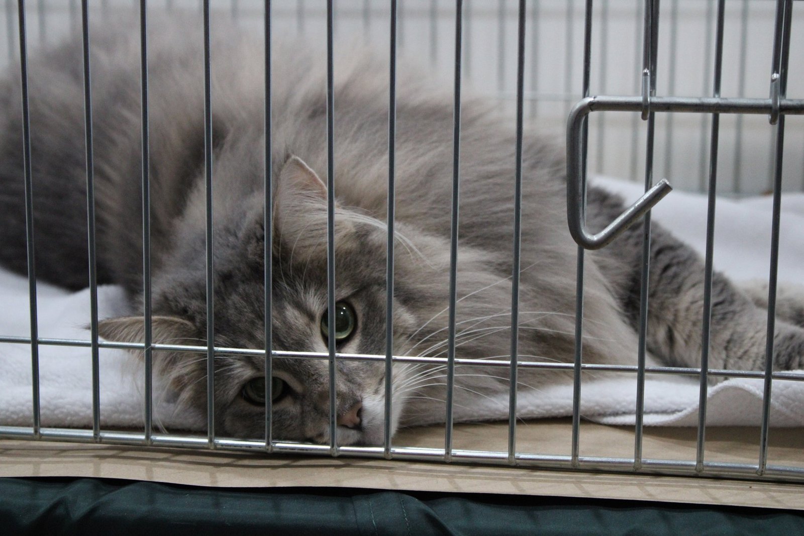 Norwegian Forest Cat
