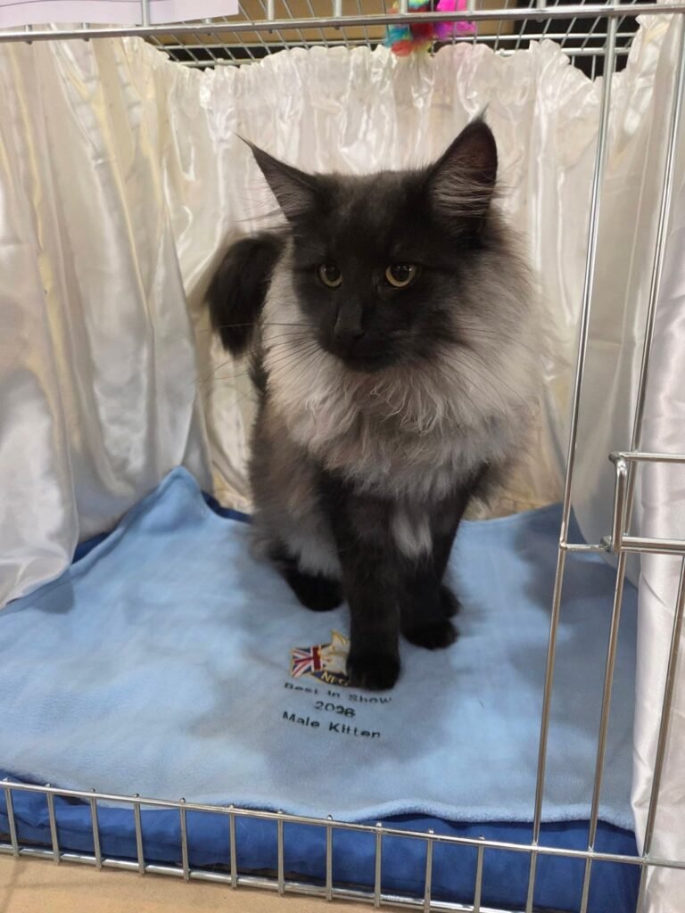 Lunartico Dark Knight, BIS Kitten 2026 NFCC Club Show